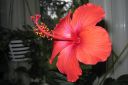 Kiinanruusu2C_Hibiscus_rosa-sinensis_IMG_9474.jpg