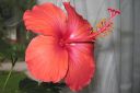 Kiinanruusu2C_Hibiscus_rosa-sinensis_IMG_9475.jpg