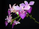 Doritaenopsis__Purple_Gem__MV_20090908_IMG_6149.jpg