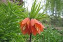 Keisarinpikarililja2C_Fritillaria_imperialis_IMG_1206.jpg