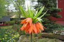 Keisarinpikarililja2C_Fritillaria_imperialis_IMG_1685.jpg