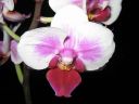 Phalaenopsis_Foliet_ON_20061015_IMG_8399.jpg