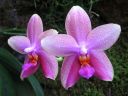 Phalaenopsis_Sweet_Memory_28Liodoro29_PG_20070425_IMG_0338.jpg