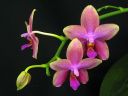 Phalaenopsis_Sweet_Memory_28Liodoro29_PG_20070425_IMG_0642.jpg
