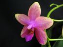 Phalaenopsis_Sweet_Memory_28Liodoro29_PG_20070425_IMG_0643.jpg