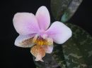 Phalaenopsis_hybrid__Philadelphia__VP_20090108_IMG_7120.jpg