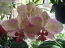Phalaenopsis_hybridi_20051116_IMG_0466.jpg