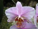 Phalaenopsis_hybridi_20060304_IMG_3637.jpg