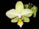 Phalaenopsis_hybridi_20060304_IMG_8535.jpg