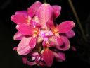Phalaenopsis_hybridi_20060304_IMG_8541.jpg