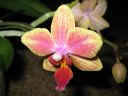 Phalaenopsis_hybridi_BK1_20060907_IMG_2339.jpg