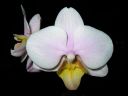 Phalaenopsis_hybridi_BK2_20060216_IMG_8375.jpg