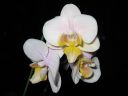 Phalaenopsis_hybridi_BK4_20060222_IMG_8443.jpg