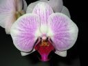 Phalaenopsis_hybridi_BK5_20060222_IMG_8474.jpg
