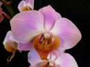 Phalaenopsis_hybridi_CMN1_20181129_IMG_9423.jpg