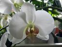 Phalaenopsis_hybridi_HA2_200606_IMG_0486.jpg