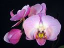 Phalaenopsis_hybridi_HKN02_20100323_IMG_8586.jpg