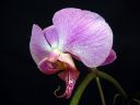 Phalaenopsis_hybridi_HKN04_20100323_IMG_8592.jpg