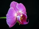 Phalaenopsis_hybridi_HKN05_20100323_IMG_8598.jpg
