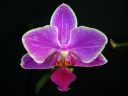 Phalaenopsis_hybridi_HKN06_20100323_IMG_8600.jpg