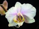 Phalaenopsis_hybridi_HKN07_20100323_IMG_8608.jpg