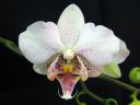 Phalaenopsis_hybridi_HKN11_20100323_IMG_3494.jpg