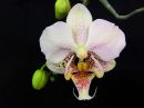 Phalaenopsis_hybridi_HKN11_20100323_IMG_5935.jpg