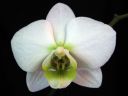 Phalaenopsis_hybridi_HKN13_20100323_IMG_2490.jpg