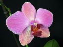 Phalaenopsis_hybridi_HKN16_20101109_IMG_2666.jpg