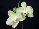 Phalaenopsis_hybridi_HKN18_20101109_IMG_2669.jpg