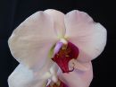 Phalaenopsis_hybridi_HKN1_20180403_IMG_3317.jpg