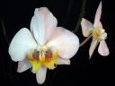 Phalaenopsis_hybridi_HKN8_20101109_IMG_2591.jpg