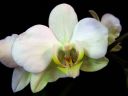 Phalaenopsis_hybridi_HKN8_IMG_1480.jpg