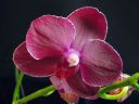 Phalaenopsis_hybridi_HKN_120109_IMG_0715.jpg