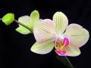 Phalaenopsis_hybridi_HKN_20090909_IMG_1482.jpg