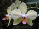 Phalaenopsis_hybridi_HKN_20090909_IMG_3663.jpg