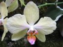 Phalaenopsis_hybridi_HKN_20090909_IMG_3665.jpg