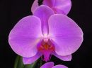 Phalaenopsis_hybridi_IKEAE_20180720_IMG_9055.jpg