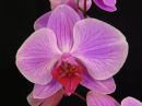 Phalaenopsis_hybridi_IKEAV2_20180720_IMG_9093.jpg