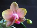 Phalaenopsis_hybridi_IMG_1048.jpg
