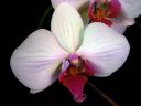 Phalaenopsis_hybridi_IMG_1804.jpg