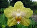 Phalaenopsis_hybridi_IMG_6876.jpg