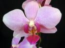Phalaenopsis_hybridi_IS3_IMG_2498.jpg