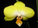 Phalaenopsis_hybridi_KO1_20071113_IMG_1389.jpg