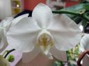 Phalaenopsis_hybridi_KO2_20061130_IMG_0074.jpg