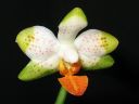 Phalaenopsis_hybridi_KO3_20060329_IMG_8931.jpg