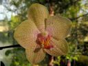 Phalaenopsis_hybridi_KP1_20070911_IMG_5853.jpg