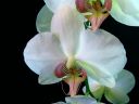 Phalaenopsis_hybridi_KP2_20070911_IMG_0841.jpg