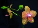 Phalaenopsis_hybridi_KP_20070911_IMG_4110.jpg