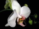 Phalaenopsis_hybridi_KP_20080911_IMG_0263.jpg